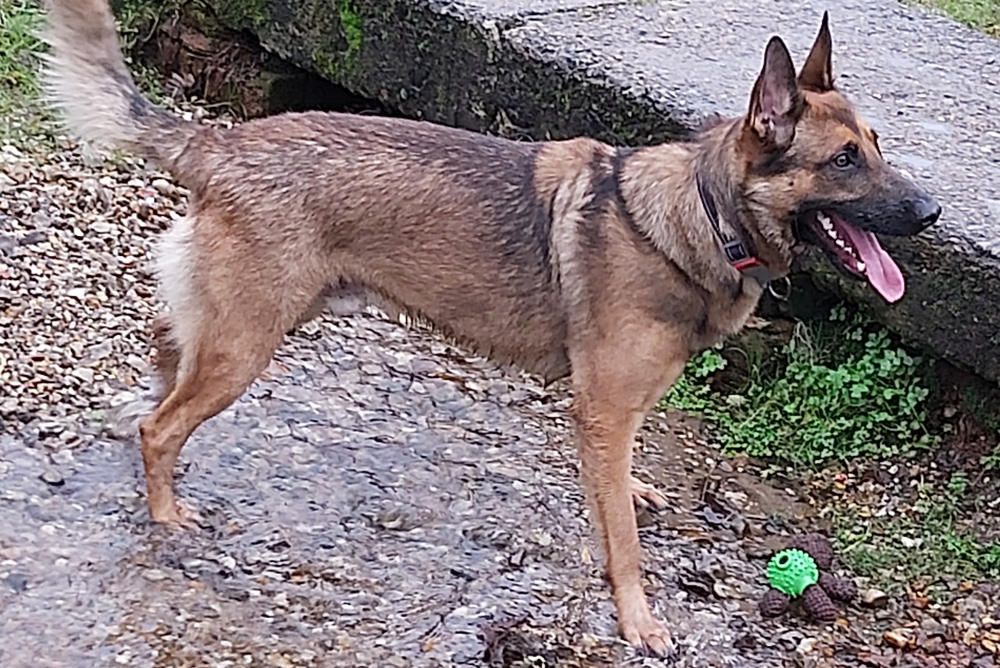 Bruno – Norfolk
